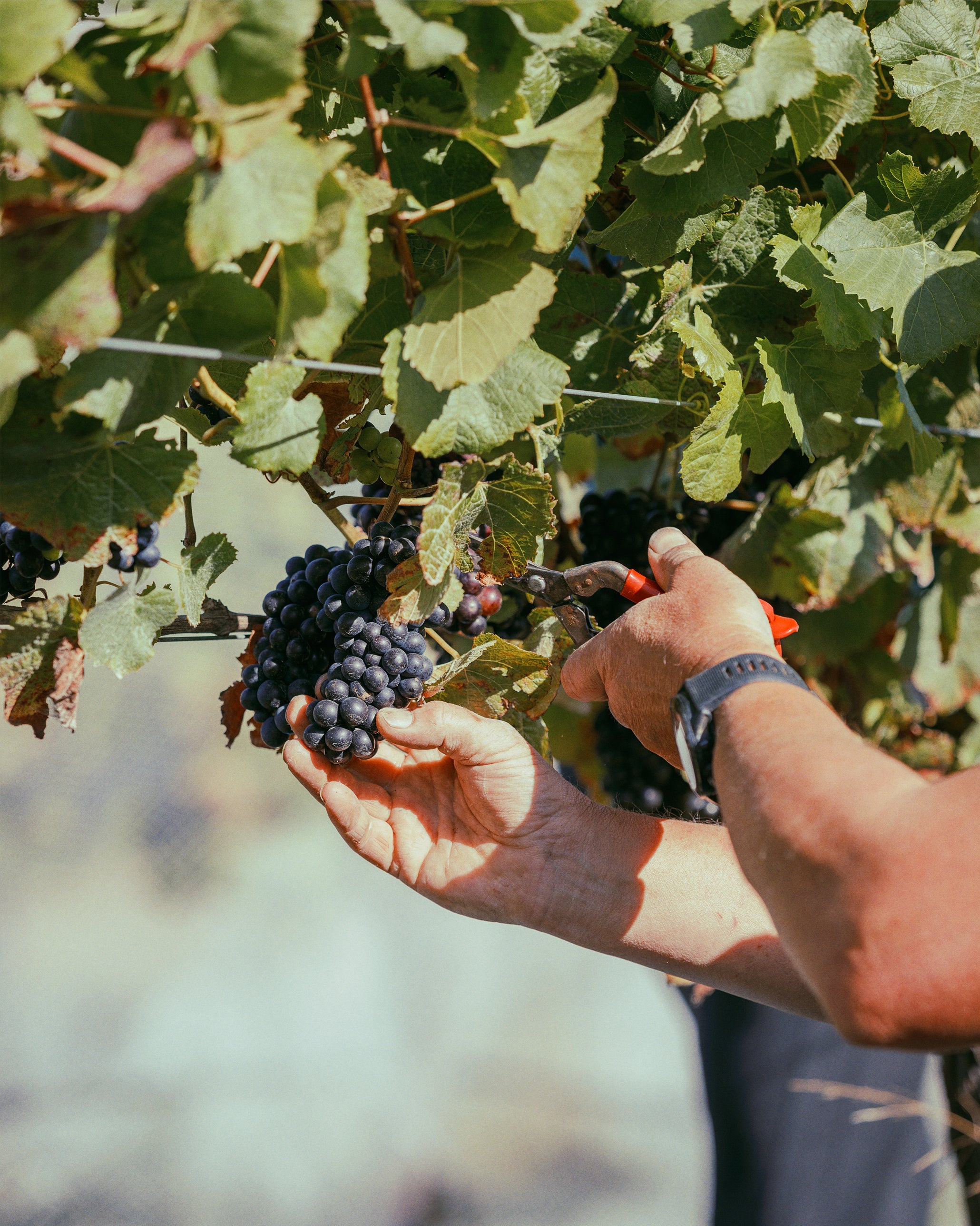 Astrolabe Southern Valleys Syrah 2024