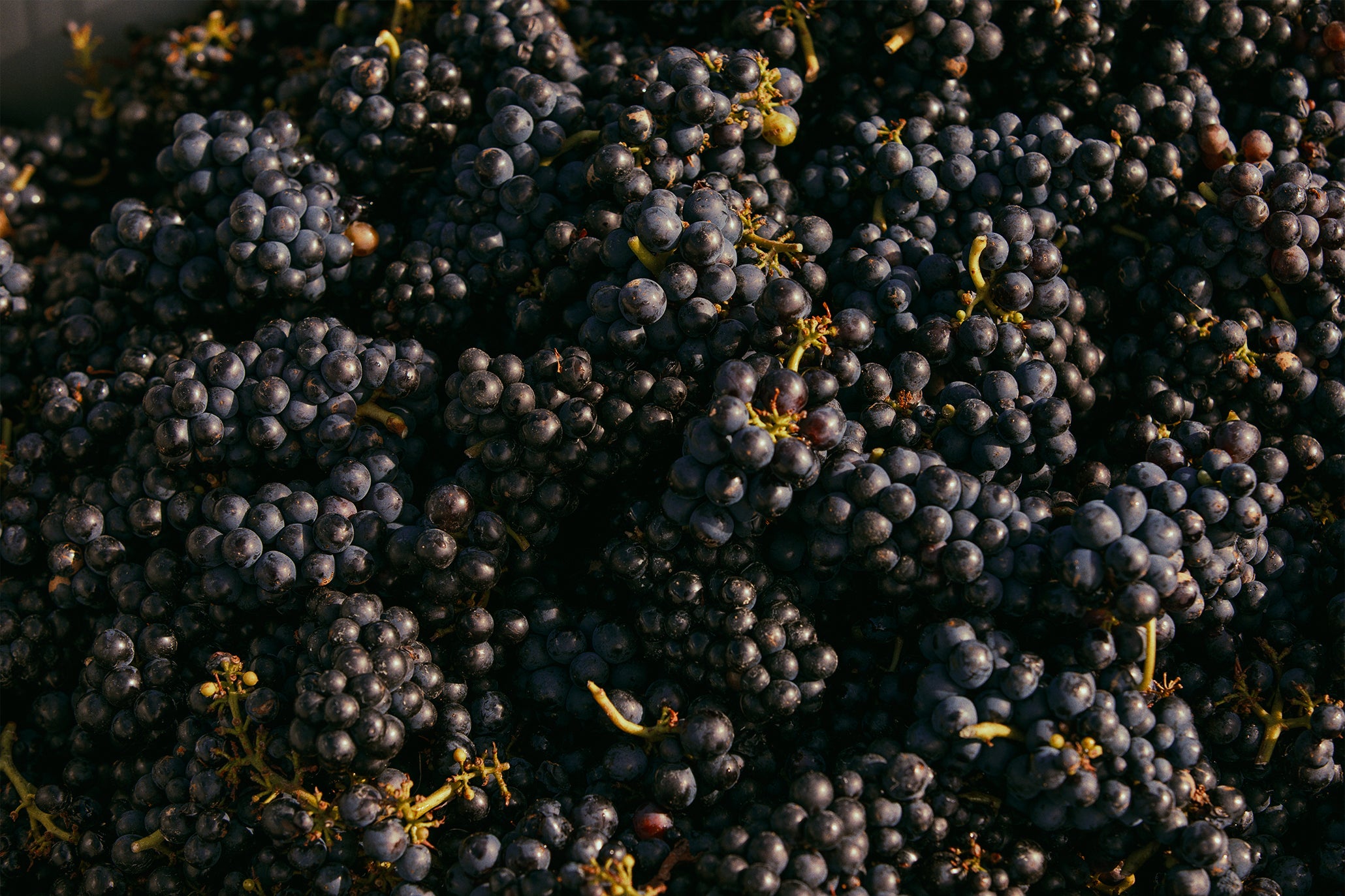 Astrolabe Southern Valleys Syrah 2024