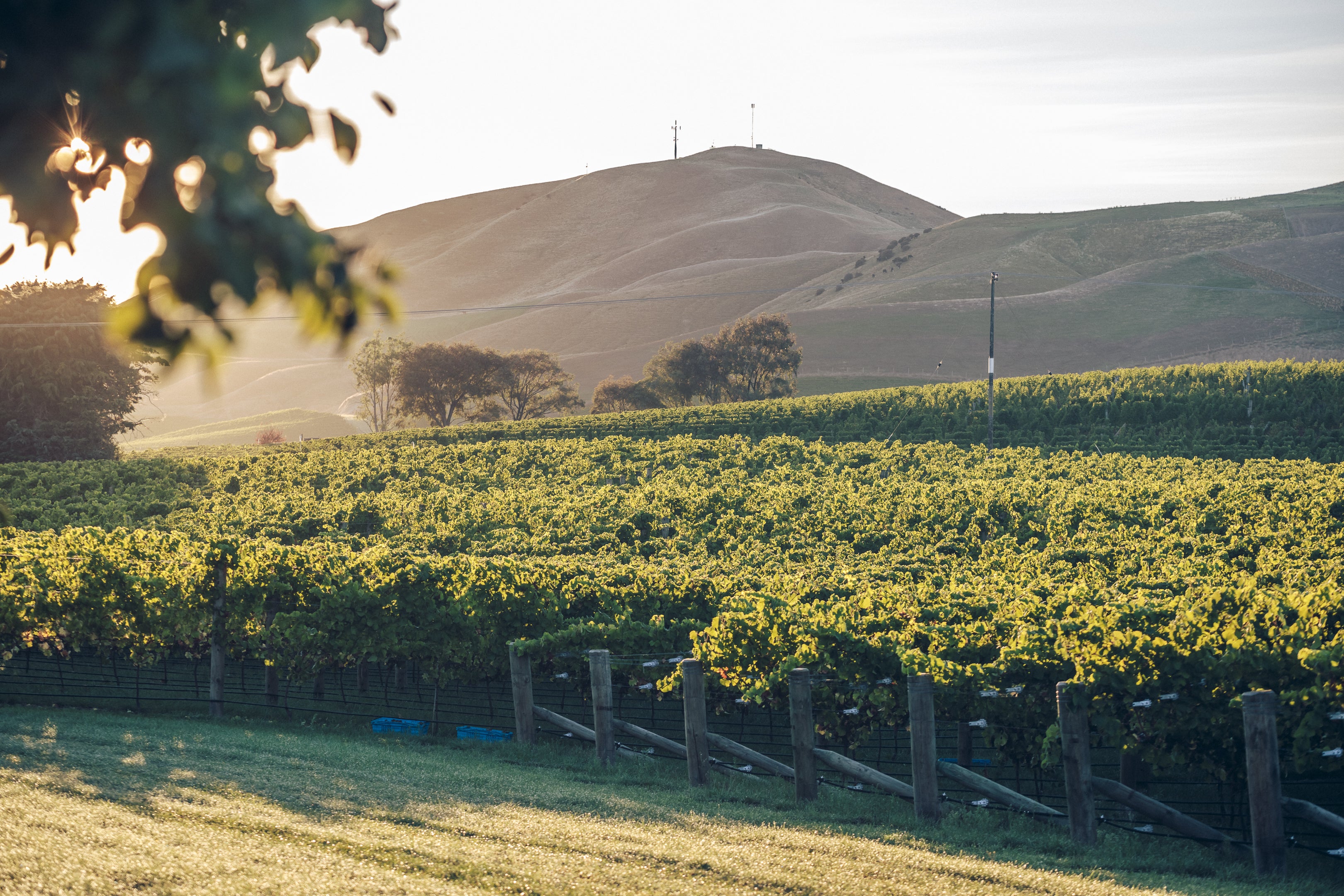 Astrolabe Awatere Valley Sauvignon Blanc 2025