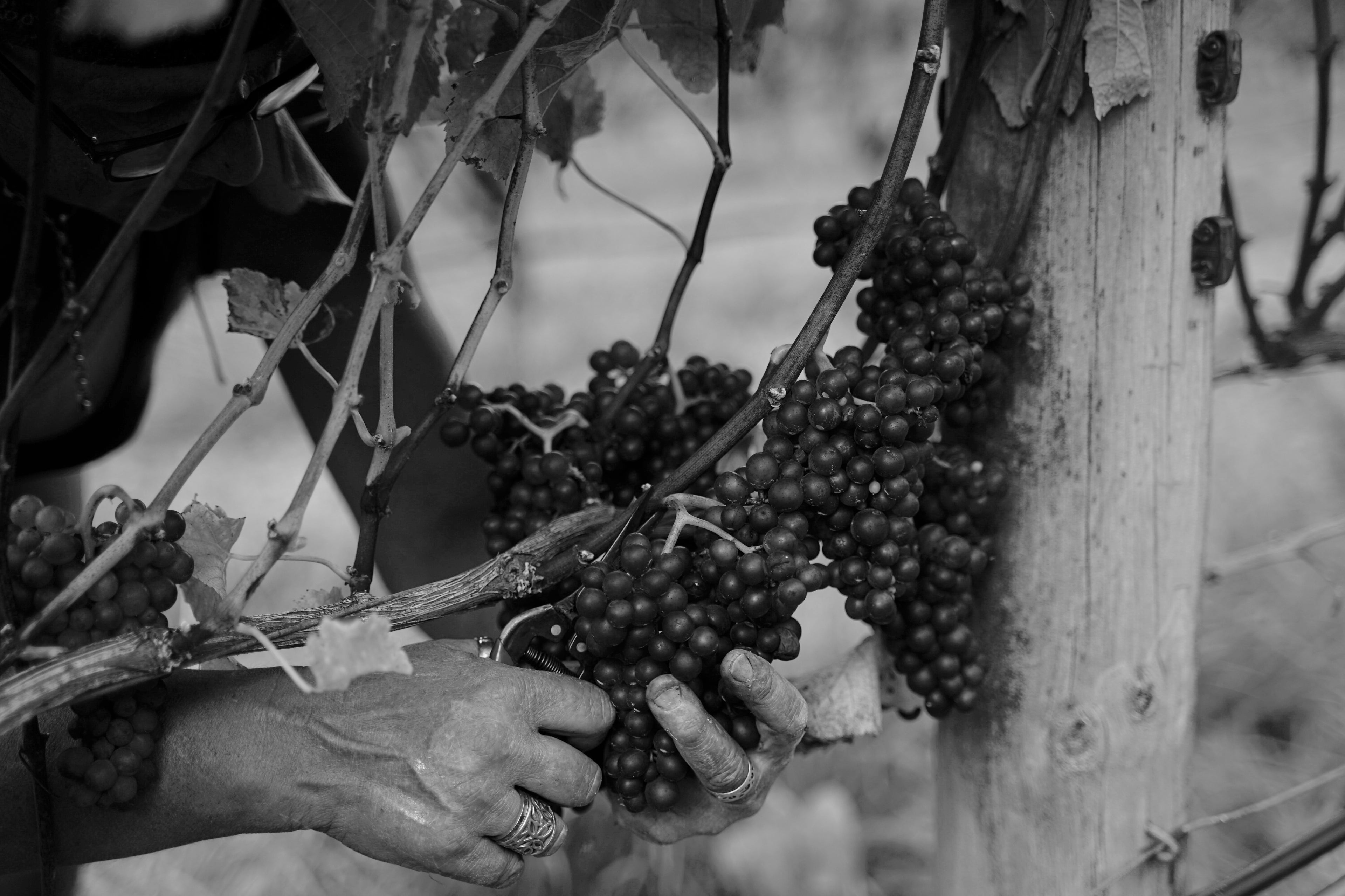 Soaring Skies Gladstone Pinot Noir 2022