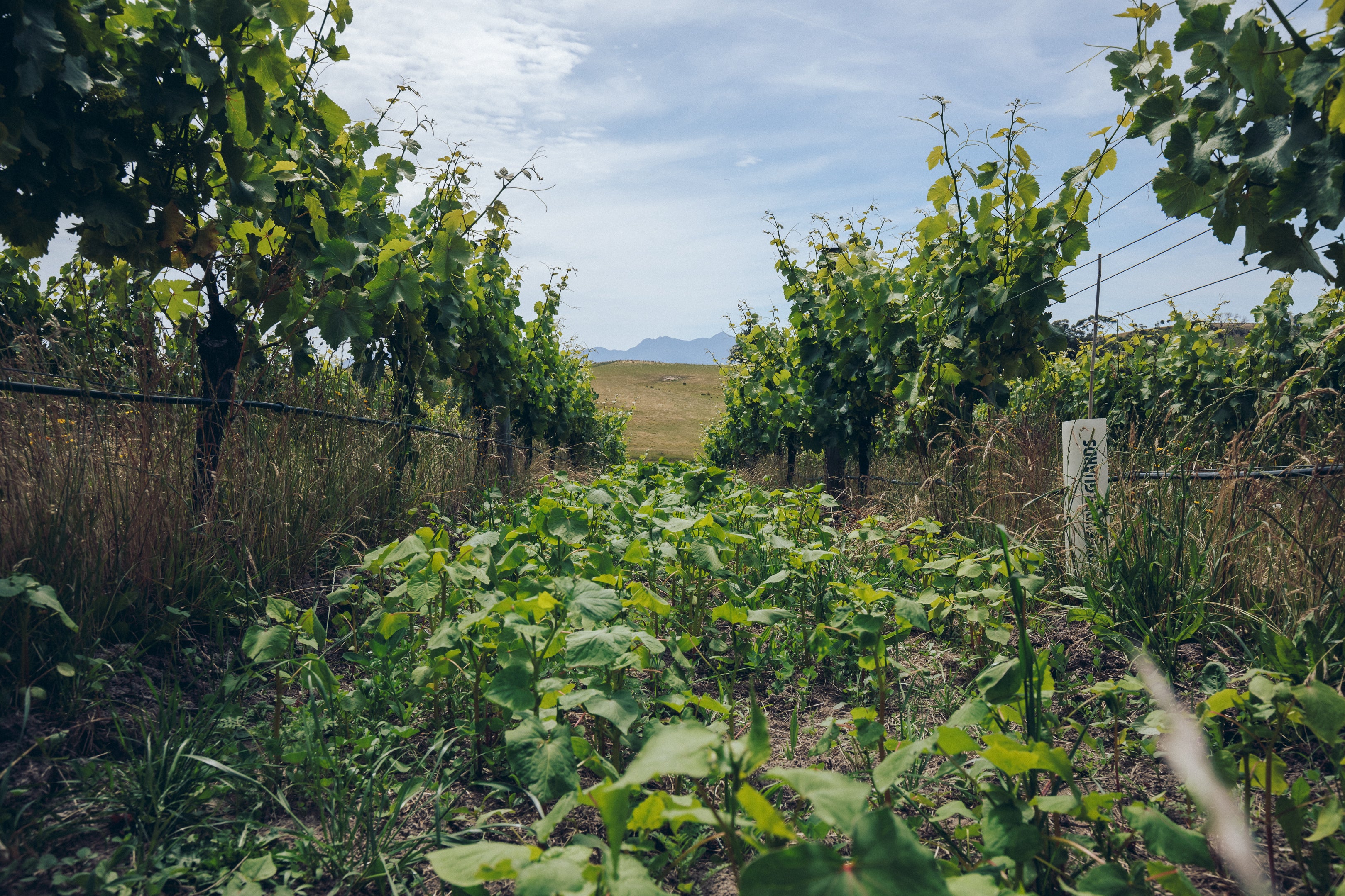 Astrolabe Southern Valleys Sec Chenin Blanc 2024