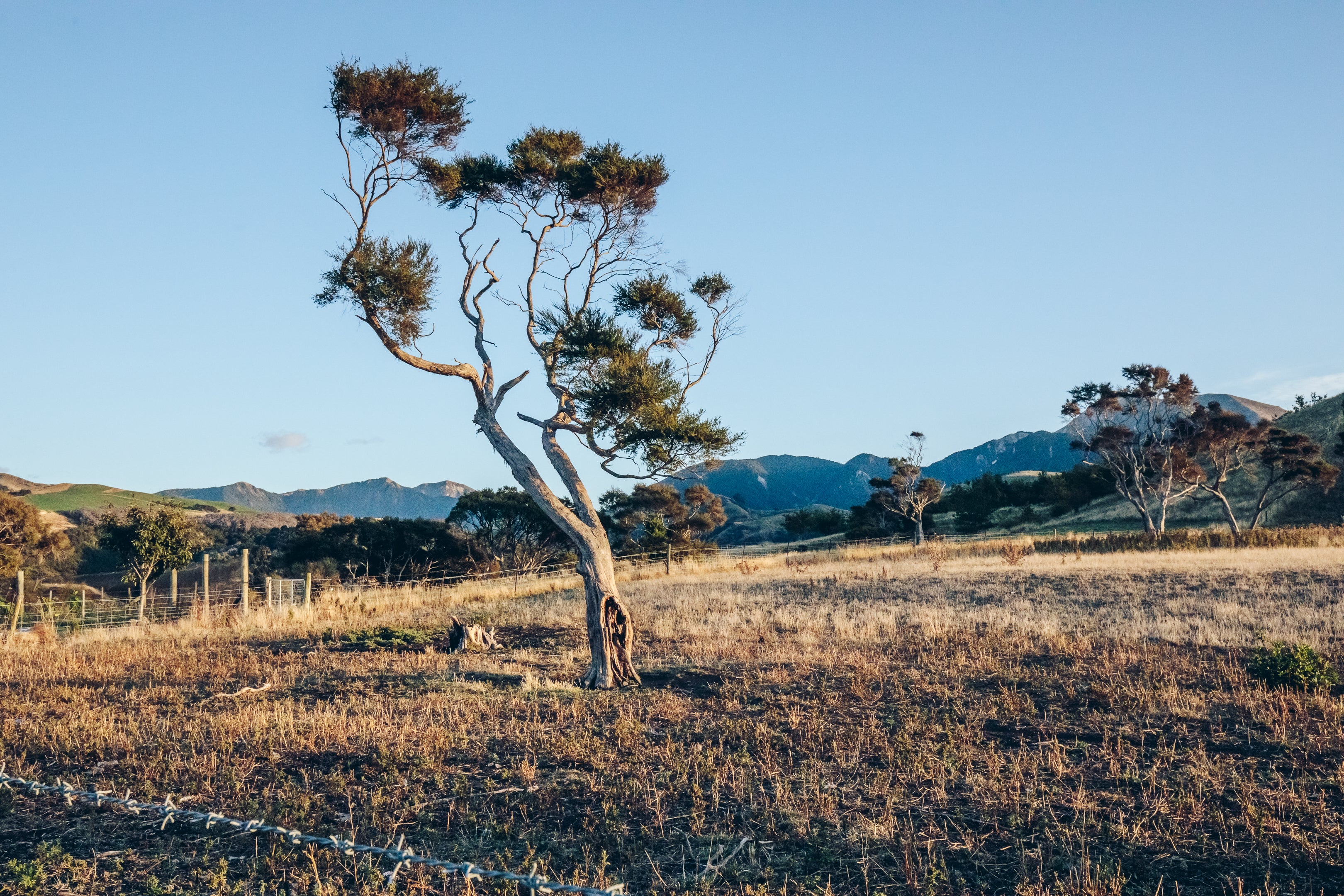 Astrolabe Kēkerengū Coast Pinot Gris 2023