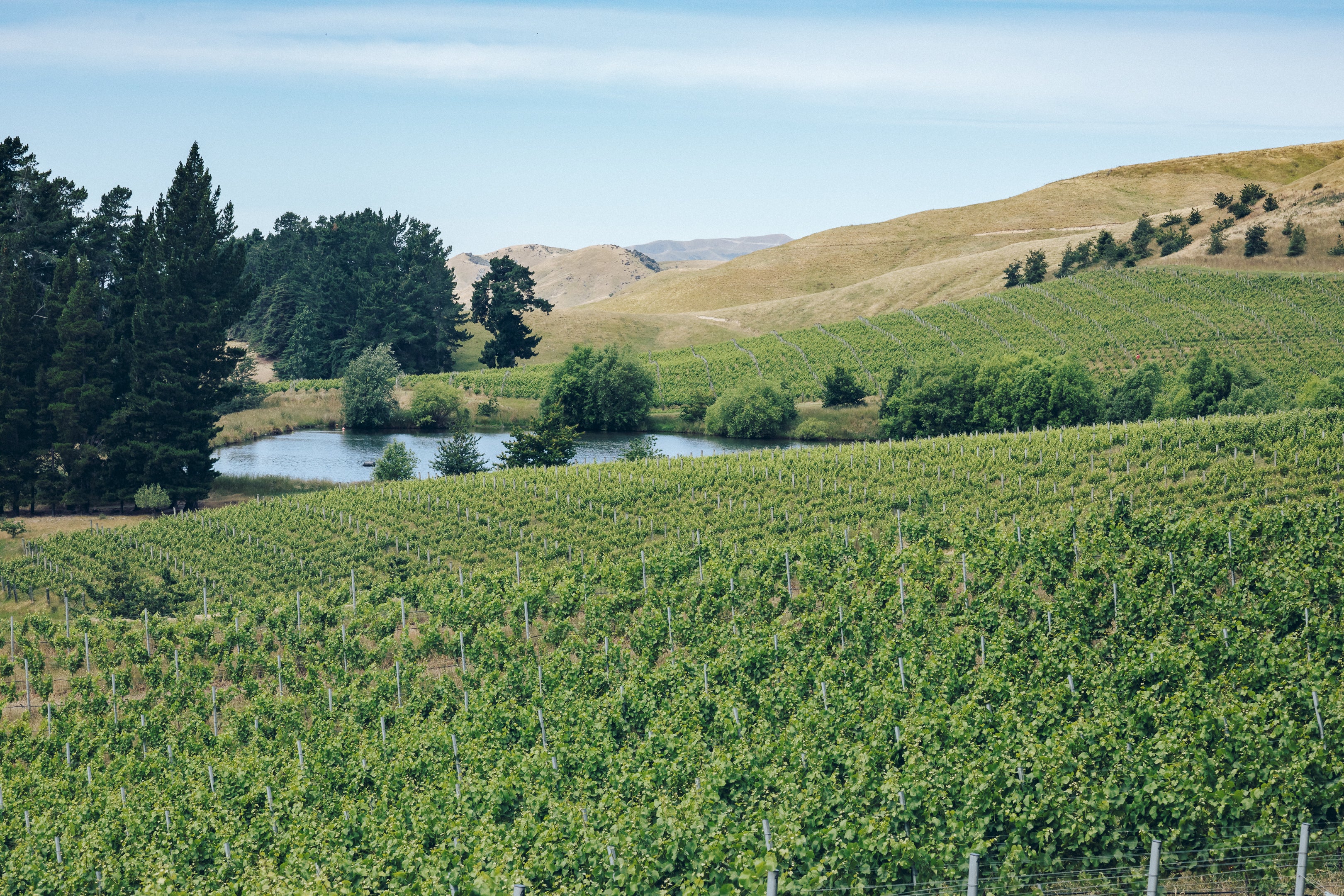 Astrolabe Wrekin Chenin Blanc 2024